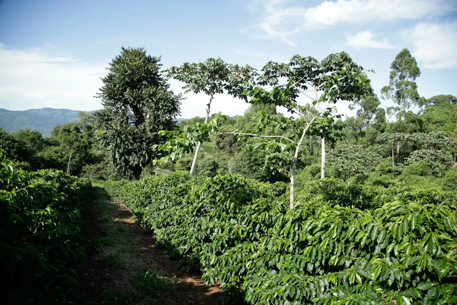 Indonesian production land across a commodity sourcing region